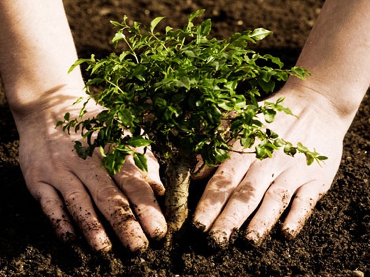 Ağaç Dikimi